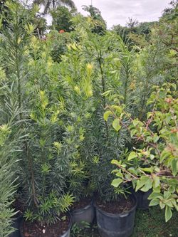 Podocarpus privacy hedges on sale now