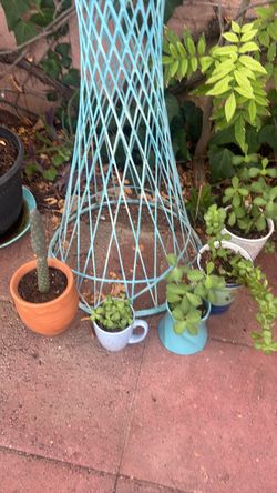 Cactus and elephant bush in decorative pots