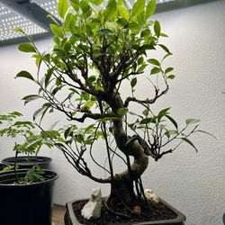 Ficus Bonsai Nice Nebari