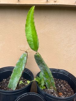 Dragon fruit cuttings