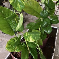 Golden Pothos plant  $25 Each 
