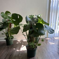 Monstera Plants 
