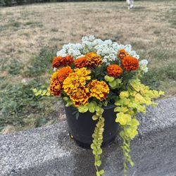 Flowers And Planes Combination Blooming Marigolds Alyssum 