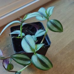 Silver Dust Tradescantia 