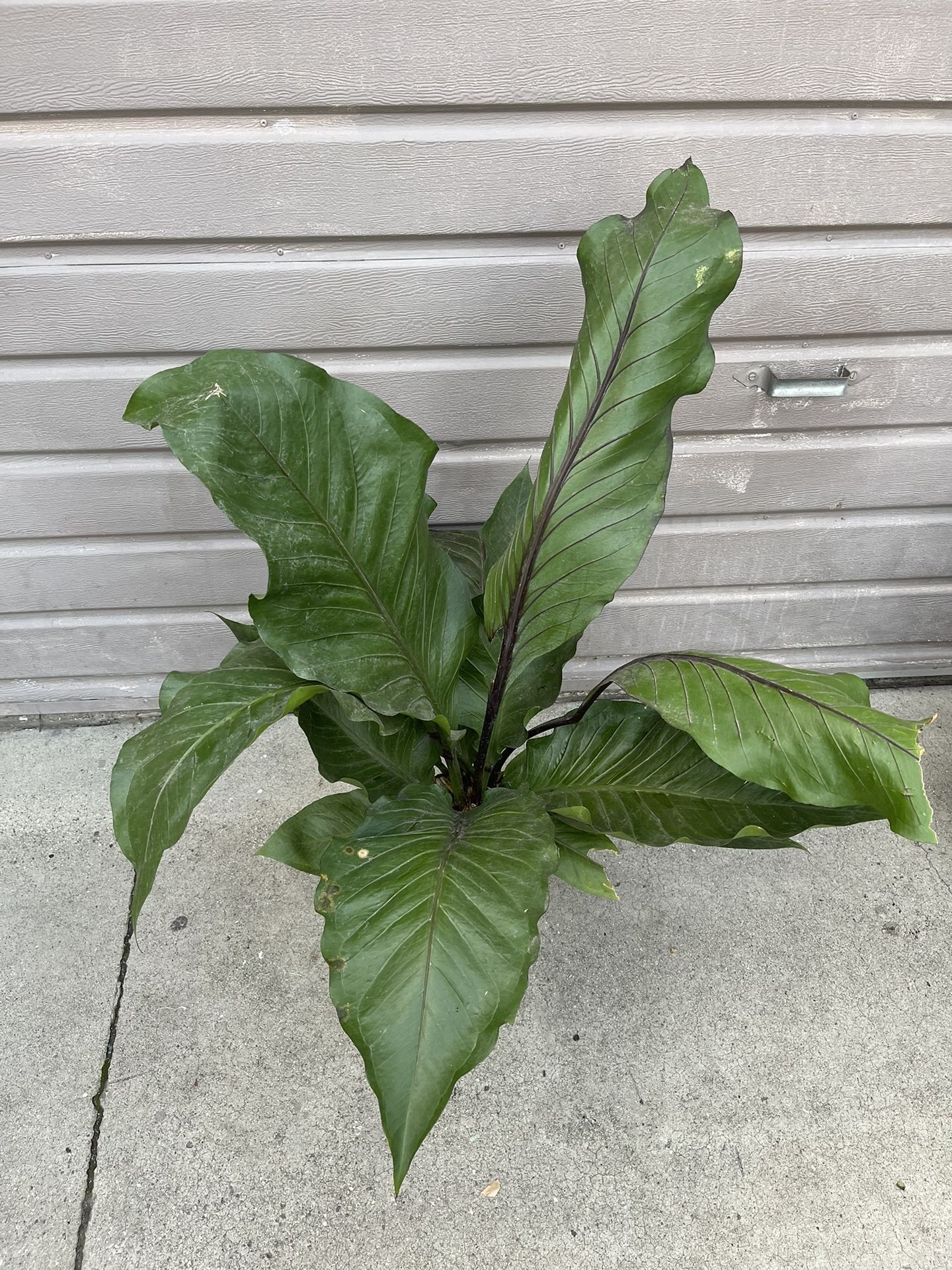 8” Big Red Bird Anthurium 