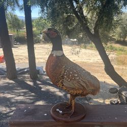 Taxidermy pheasant