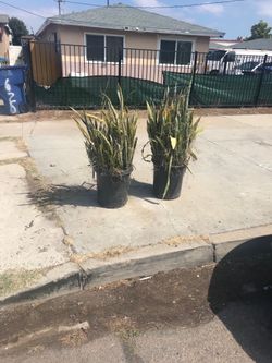 Free plants on the curb