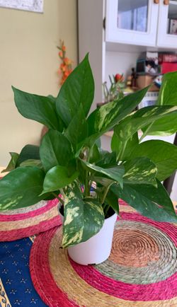 4” Golden pothos