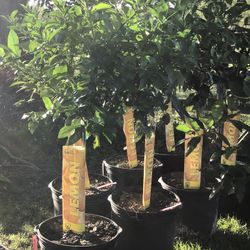 10 Gallon Meyers lemon