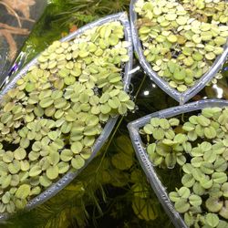 SALVINIA FLOATING AQUATIC PLANT