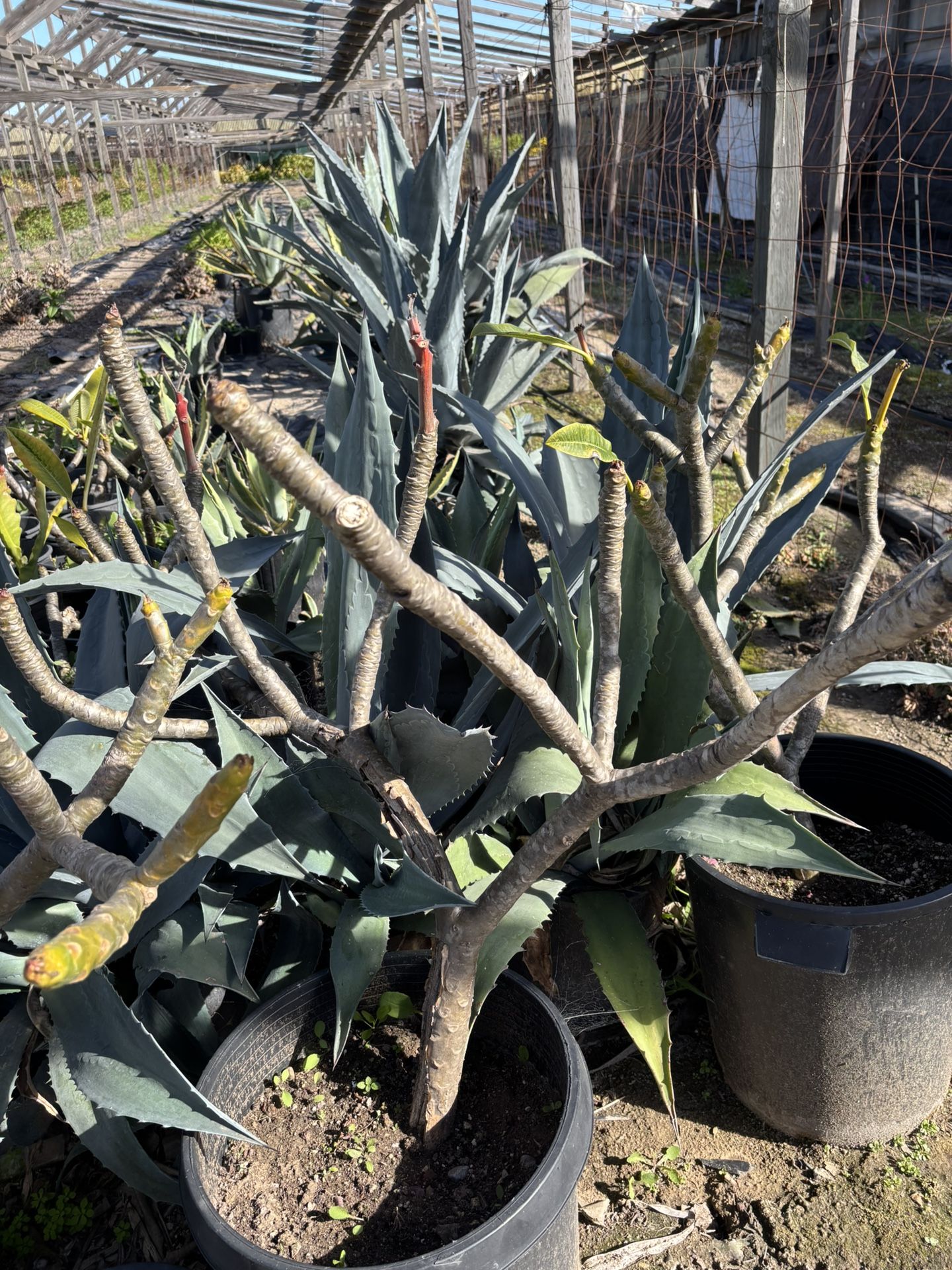 Plumeria Plant in Pot