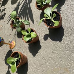 Succulents 4 -8inch Clay Pots  Or Bareroot