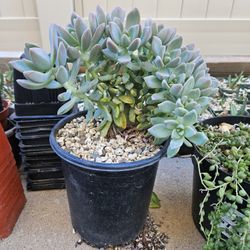 Unique Succulent- Crested Graptopetulum For $10