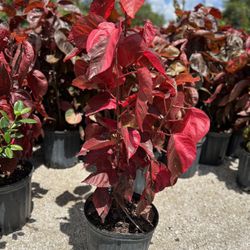 Red Copper leaf Plants 