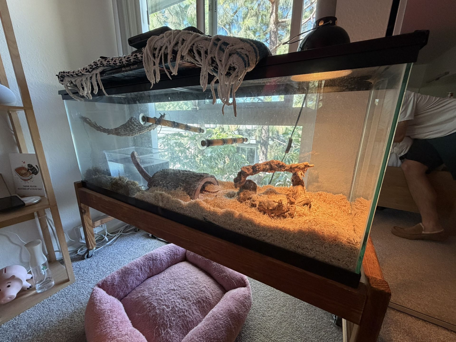 Corn Snake And Full Tank Setup. 