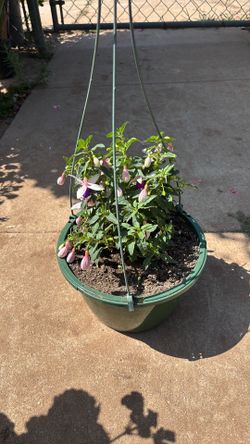 Hardy Fushia / arete