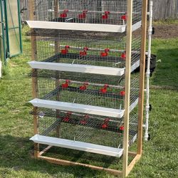Wire Quail Cages