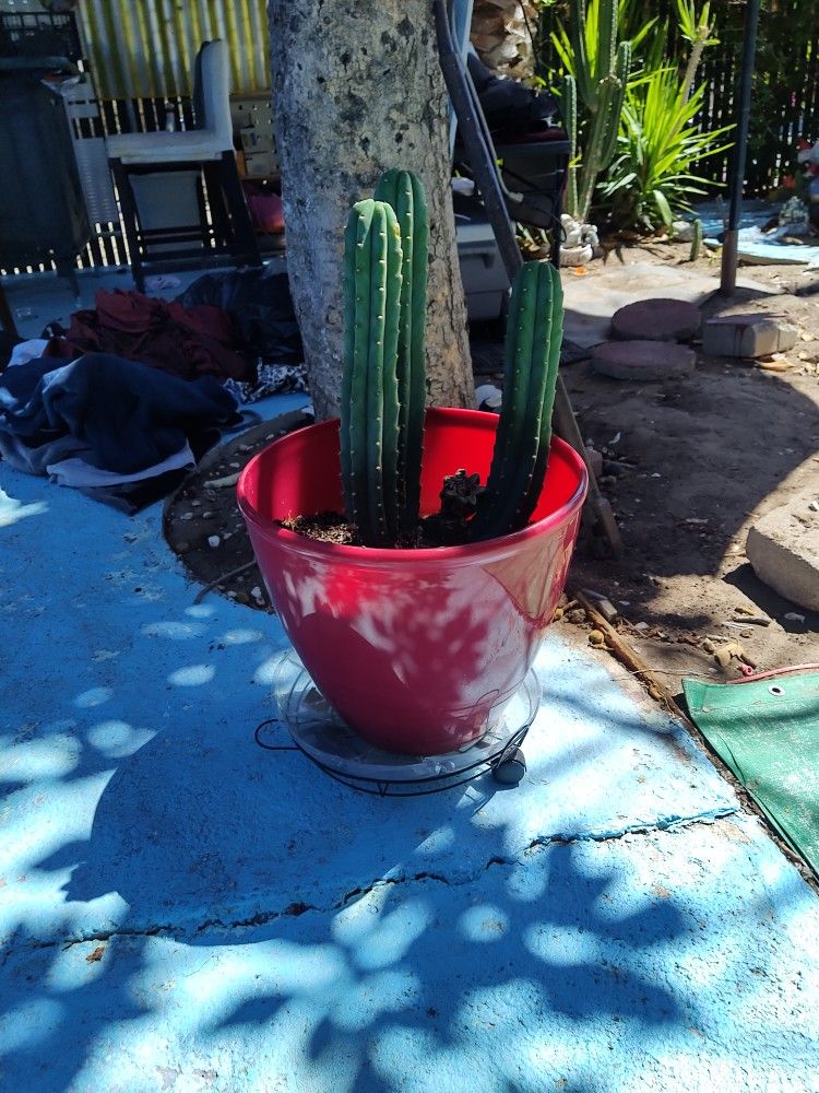 Cactus In Large Flower Pot $10