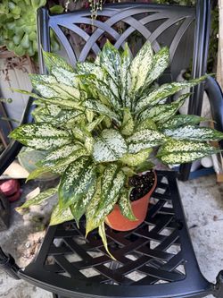 Aglaonema