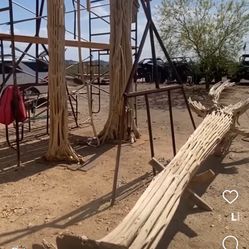 16” Saguaro Cactus skeleton. 