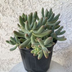 1 Gallon Pot Succulent Plant - Sedum Pachyphyllum Rose  - Sedum Pachyphyllum Rose -Jelly Beans - Rooted & Established - Drought Resistant - 🪴 