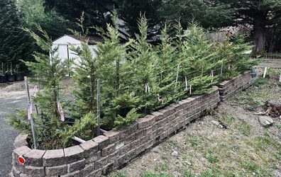 Leyland Cypress 5 Feet Tall (20 @35.00 Per Tree)