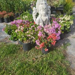 Bougainvillea Plant 3gal 🪴 