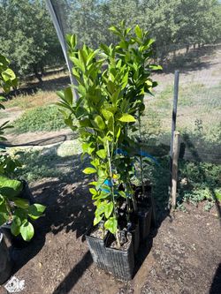 TANGO MANDARINS TREES / MANDARINAS TANGO $40.00 each