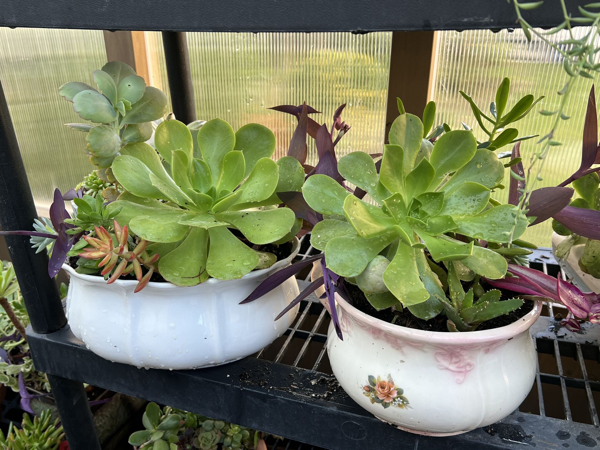 Many Beautiful Succulents