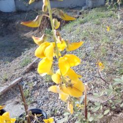 Chipilin Chipil Plant Fully Grown Planta Grande Floriando