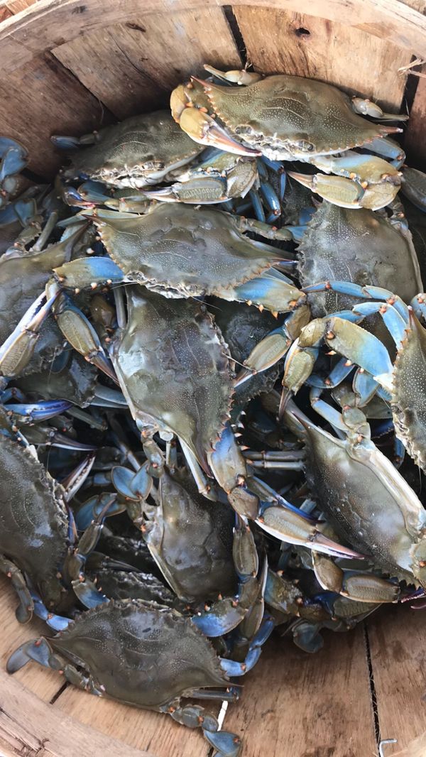 Blue Crab For In Virginia Beach Va Offerup