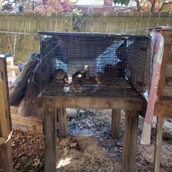 Rabbit Cage