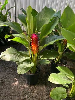 Cúrcuma in 3 gls pot. SPECIAL PRICE 🤩