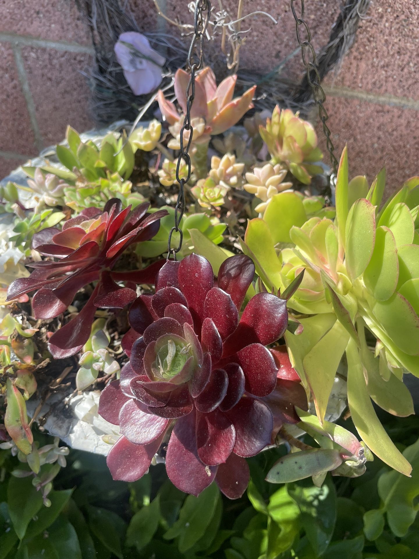 Gorgeous Plants In A Hanging Pot 