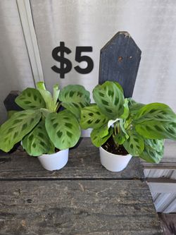 Marantas
