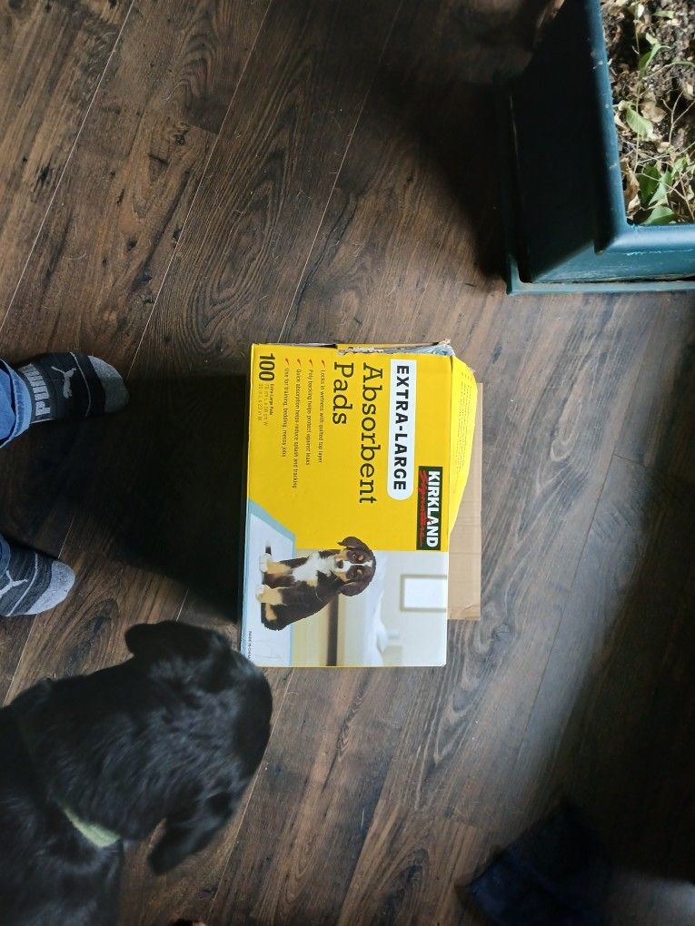 Xlarge Kirkland Puppy Pads