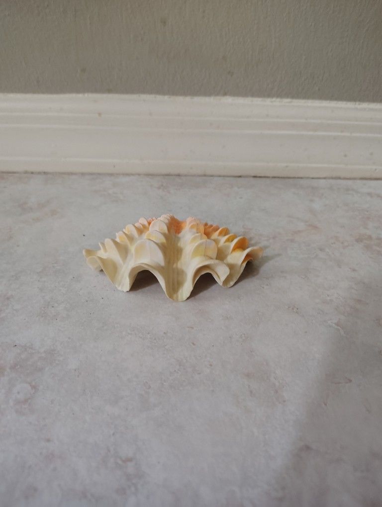 Shell Decor