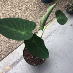 Plant