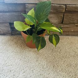 Beautiful Plant With Pot Included. Brazilian Philodendrons, Neon Pothos and Hederacum Philodendrons