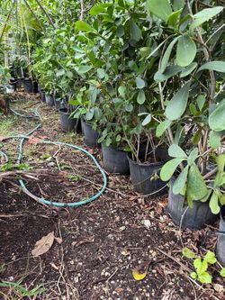 Clusias 7 galones 4-5 Ft