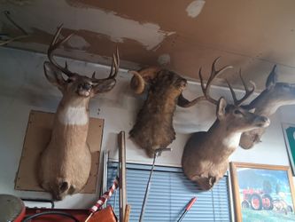 A Bunch Of Taxidermy For Sale Selling As A LOT