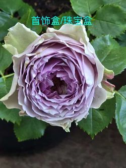 Live Rose Plants – Many Varieties Available