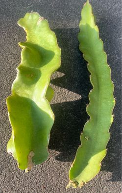 Yellow dragon fruit  (cutting branch)