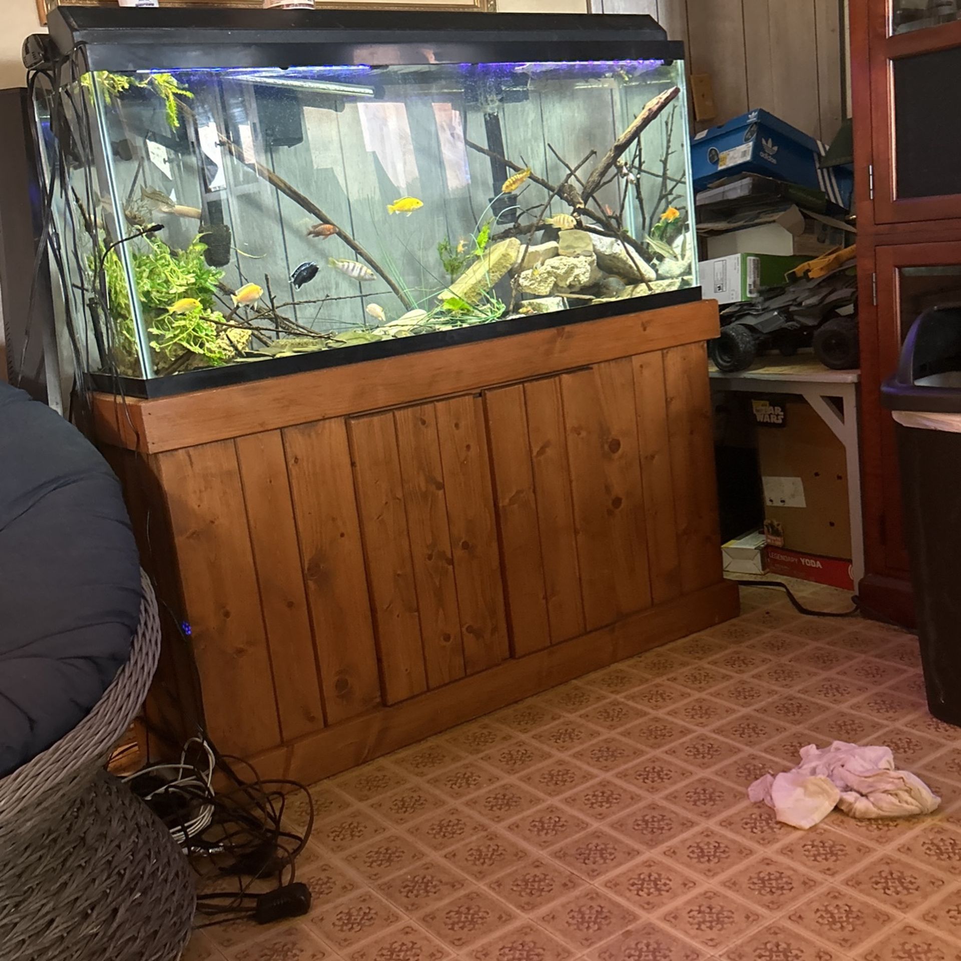 55 Gallon Tank, Filter, Light, Fish, And Stand