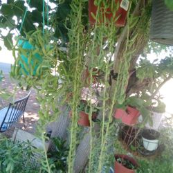 Ansuelo Grande Y Banaba