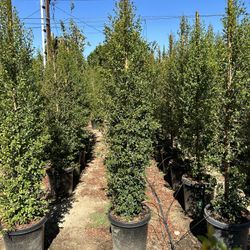 Eugenia Privacy Hedge