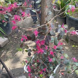Loropetalum Plant $$58