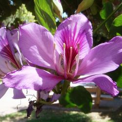 Patas De Vaca 1gallon 2.5 Ft Tall 