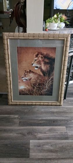 Big Beautiful Lion Picture