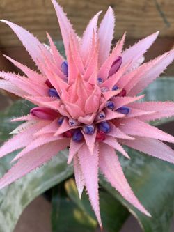 Bromeliad Silver vase